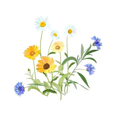 Луговые цветы - блог Florina Харьков
