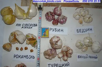 Семена лука многолетнего Суворова (ID#847918597), цена: 5 ₴, купить на  Prom.ua