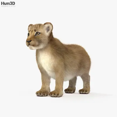 С анимацией Львенок 3D модель - Скачать Животные на 3DModels.org