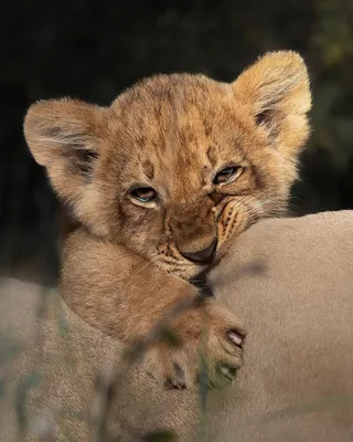 Львенок, кусающий спину матери | Пикабу