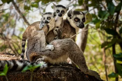 Мадагаскар картинки фотографии