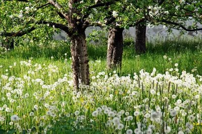 След человека | Цветущий май 🌸 #весна #май #spring #may #природа🌿 #nature  | Дзен