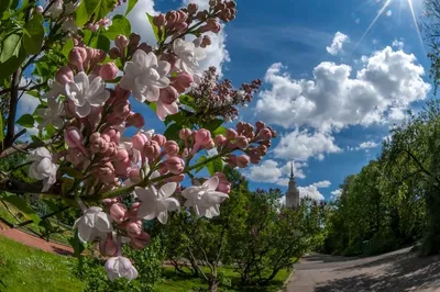 Май Весна Природа - Бесплатное фото на Pixabay - Pixabay