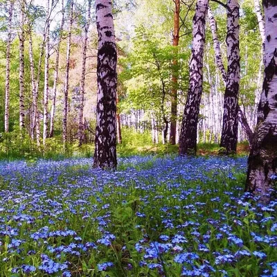 Картинки природа, весна, май, поле, рапс, цветы, дерево, дуб, деревья, лес  - обои 1920x1080, картинка №131170