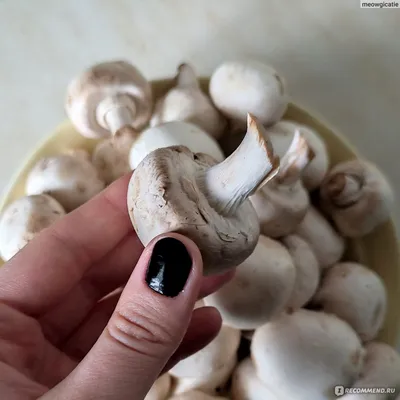 Подберезовики маринованные. Маринованные грибы рецепт на зиму. Рецепт  маринованных грибов в банке - YouTube