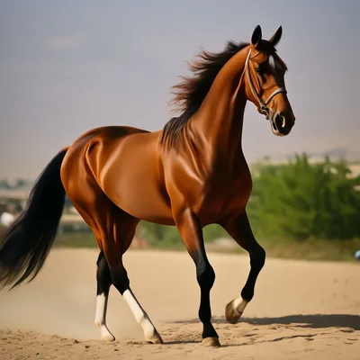Необычные масти лошадей!! | ВКонтакте