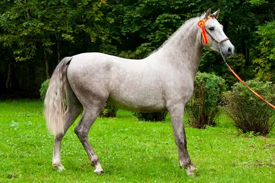 Богатая Изабелловая масть у лошадей ахалтекинской породы