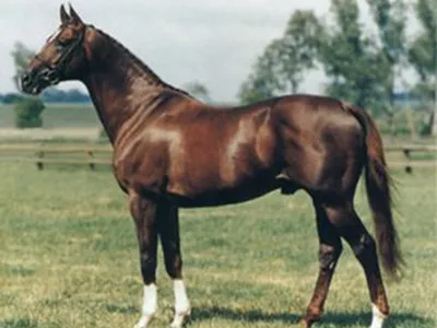 Рыжий конь: описание и фото рыжих лошадей