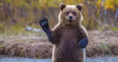 Медведь Символ России Swarovski купить по хорошей цене с доставкой в г.  Москва, Санкт Петербург, Мурманск