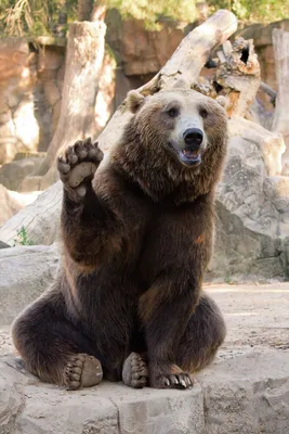 Бурый медведь – символ силы и мужества | ВКонтакте