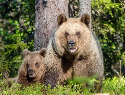Почему одним из символов России является медведь?