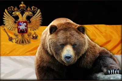 Русский медведь картинки - 66 фото