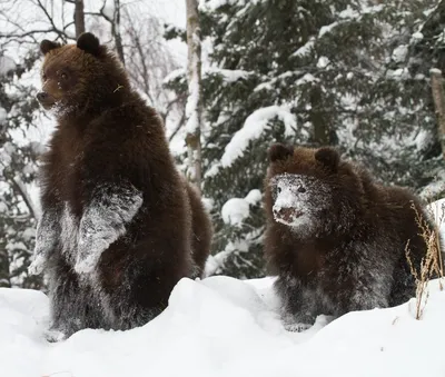 Зима официально началась: медведи зоопарка впали в спячку - Москвич Mag