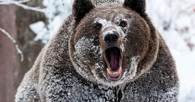Почему медведи просыпаются зимой, или 5 фактов о медведях-шатунах