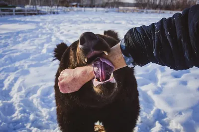 Бурый медведь зимой в лесу | Премиум Фото