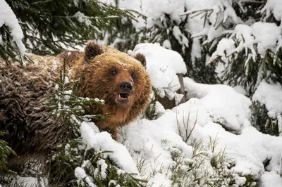 В Хабаровском крае зимой могут появиться медведи-шатуны | ОБЩЕСТВО | АиФ  Хабаровск