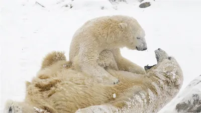 В крае до зимы отстрелят еще 15 медведей