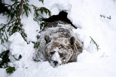 Фотография полярный Медведи зимние Снег прыгает Мокрые Животные