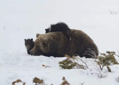 Скачать 1920x1080 медведь, лес, зима, снег обои, картинки full hd, hdtv,  fhd, 1080p