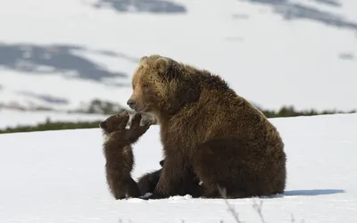 Медведи в Карпатах проснулись из-за теплой зимы - фото | РБК Украина