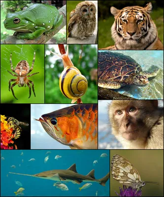 4 октября 2021 года во всем мире отмечается Всемирный день защиты животных.  | ВКонтакте