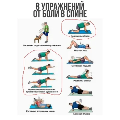 Упражнения для грудного отдела позвоночника: комплекс лечебной гимнастики