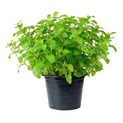 Fresh Lemon balm (Melissa officinalis) leaves isolated on a white  background. Mint, peppermint close up Stock Photo - Alamy