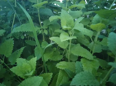 Premium Photo | Blooming melissa is a relaxing medicinal herb closeup of a  mint bush