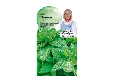 Мята душистая \"Mentha\" купить по цене цена по запросу от питомника саженцев  и растений Центросад | Фото и консультация по уходу