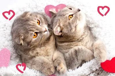 Две милые кошки лежат с красными и розовыми сердечками чистокровный  шотландский вислоухий кот на кровати понятия любви, скучаю по тебе, люблю  кошек, разбитое сердце, чувствую себя подавленным | Премиум Фото