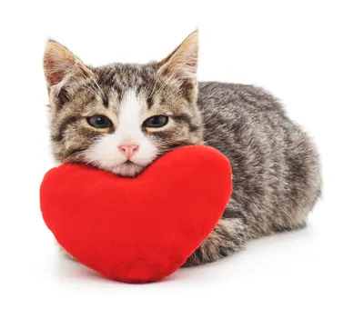 Фотогалерея - Кошки и котята с сердечками - Забавные фото кошек
