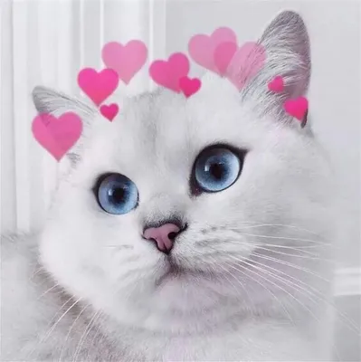 Триколор домашняя взрослая кошка стоит на голубом с розовыми сердечками.  кошка с сердечками. | Премиум Фото