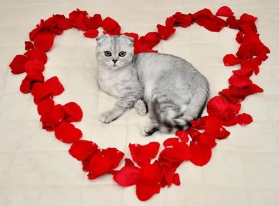 Котенок с сердечком рисунок - 63 фото