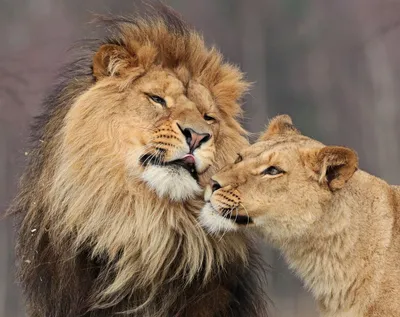 Любовь и нежность на четырех лапах: милые \"семейные\" фото животных -  Отношения