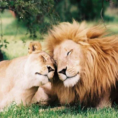 Любовь и нежность среди животных (38 фото) | Mixnews