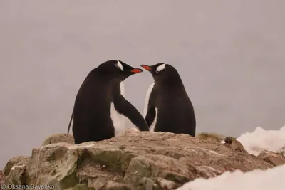 Украинские полярники ко Дню влюбленных показали милые пары пингвинов - Pets