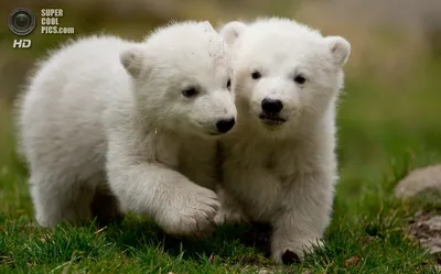 Милые белые медвежата