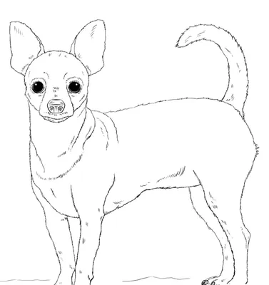 Картинки собак для срисовки карандашом (40 рисунков) • Прикольные картинки  и позитив