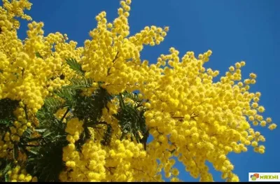 Мимоза-дерево или акации над голубым небом Мимоза весенние цветы пасхальный  фон Стоковое Изображение - изображение насчитывающей флористическо, мячи:  161452117