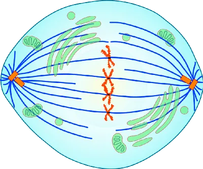 митоз является частью цикла клеток, в котором реплицированные хромозомы  разделены на две новые ядра Иллюстрация штока - иллюстрации насчитывающей  схема, людск: 241463008