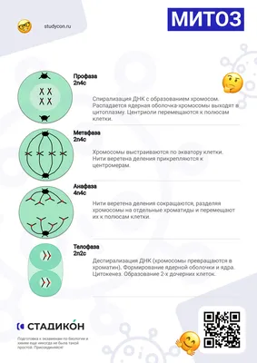 Митоз и мейоз | ВКонтакте