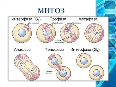 Митоз: фазы и биологическое значение — Биология с Марией Семочкиной на vc.ru