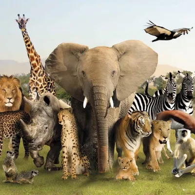 Много животных на одной картинке фотографии