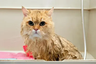 Мокрая кошка в ванной для домашних животных во время процедур по уходу в  салоне для домашних животных | Премиум Фото