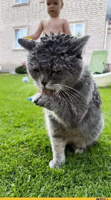 Мокрая кошка. забавный кот в ванне | Премиум Фото