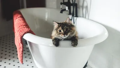 Мокрое дело | Почему кошки так боятся воды? - Питомцы Mail.ru