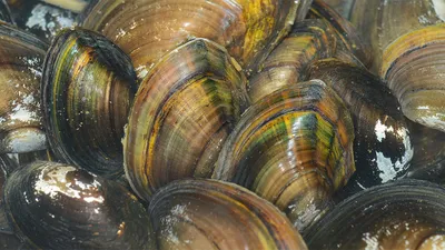 Смертельно опасные моллюски на вооружении у медицины | Пикабу