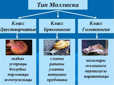 Ученые ИНГГ СО РАН изучили рязанские ископаемые остатки моллюсков, живших  более 140 млн лет назад в