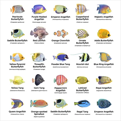 Морские животные картинки с названиями фотографии