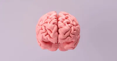 Фактчекинг: на сколько процентов работает мозг человека? – Новости –  Аналитика и экспертиза – Национальный исследовательский университет «Высшая  школа экономики»